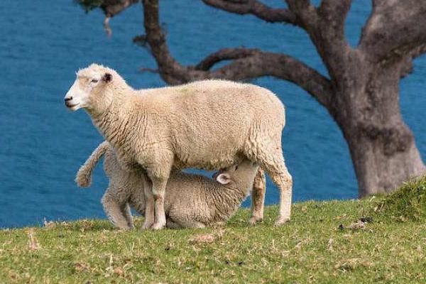 母羊饲料的最佳配方，母羊不吃食怎么办