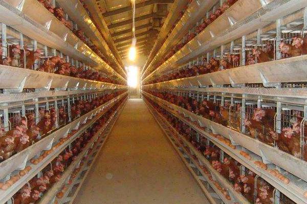 养一万只蛋鸡需要投资多少钱？养一万只蛋鸡一年能赚多少钱？