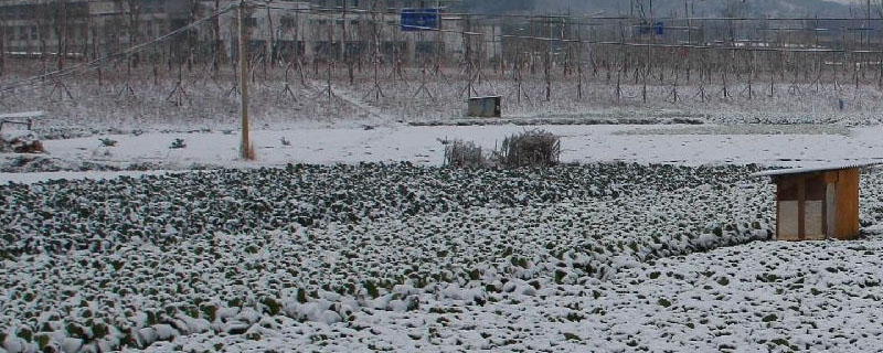 三月下雪对农作物有影响吗