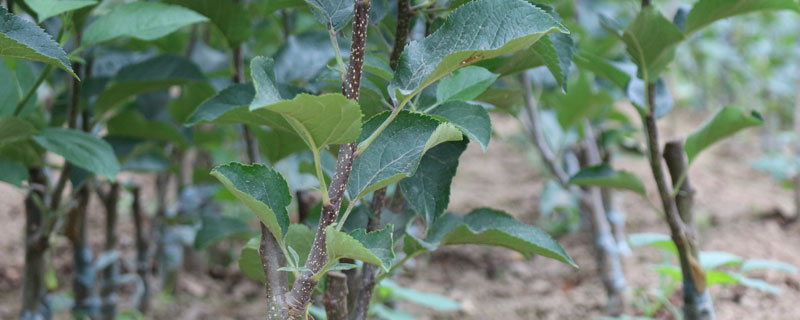 鲁丽<a href=https://www.dadasou.com/news/103375.html target=_blank class=infotextkey>苹果</a>苗哪里有