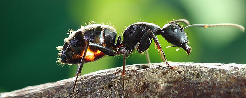 院子里有蚂蚁怎么办能除根？关于蚂蚁的养殖问题！