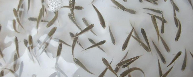 给鱼苗换水的正确方法