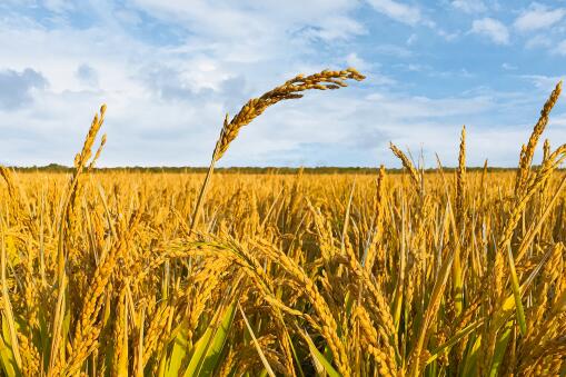 超级稻亩产多少？2020年有哪些品种？农业农村部的确认品种通知来了