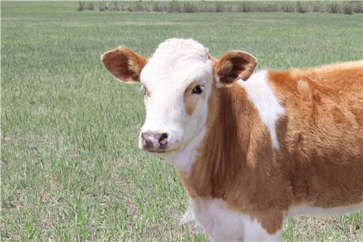 育肥牛饲料配方是什么-摄图网