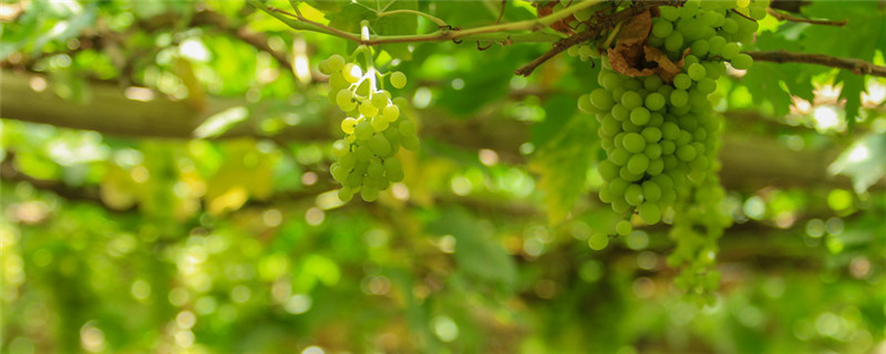 葡萄管理方法与施药