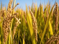 超级稻亩产多少斤？早稻超级稻品种有哪些？2020年超级稻有哪些？