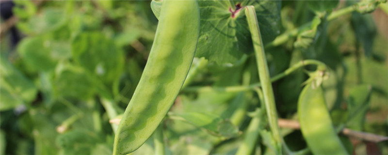 青豆种植时间和生长期