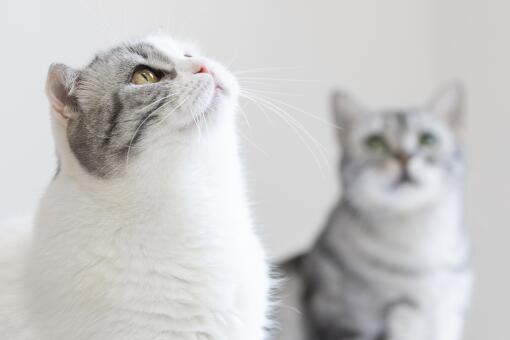 日本猫岛60多只猫意外死亡是怎么回事