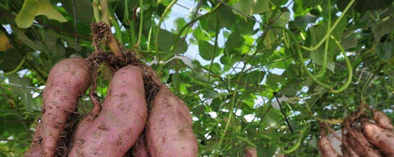 木本红薯苗哪里购买？关于红薯的种植问题！