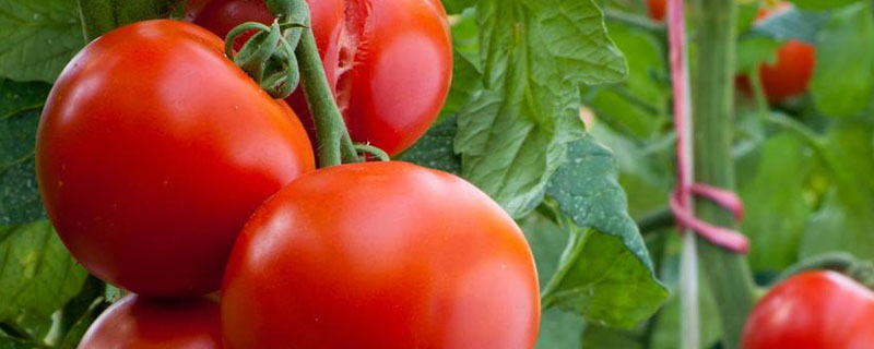 番茄挂果后的施肥方法