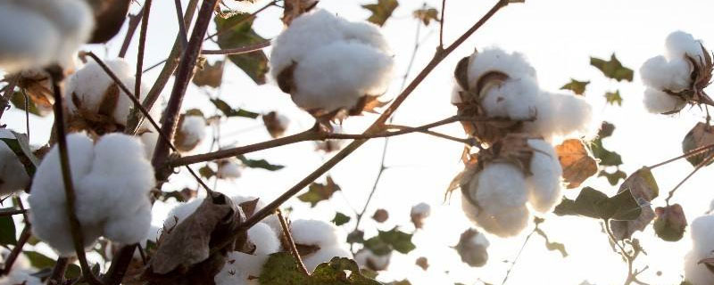 棉花叶片枯黄应使用什么肥？关于棉花的种植问题！