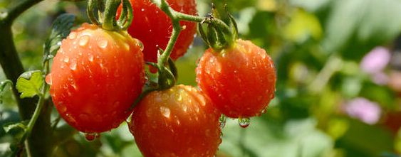 西红柿挂果就死苗是什么原因?