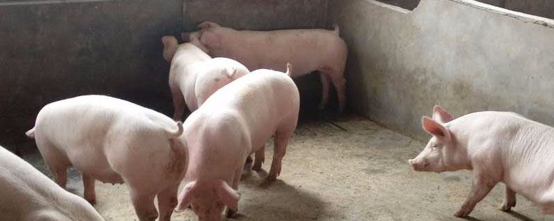 母猪身上有铁锈色是什么原因？关于养猪的养殖问题！