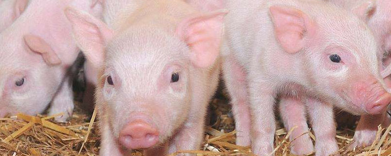 二十斤小猪一天喂几次？关于养猪的养殖问题！