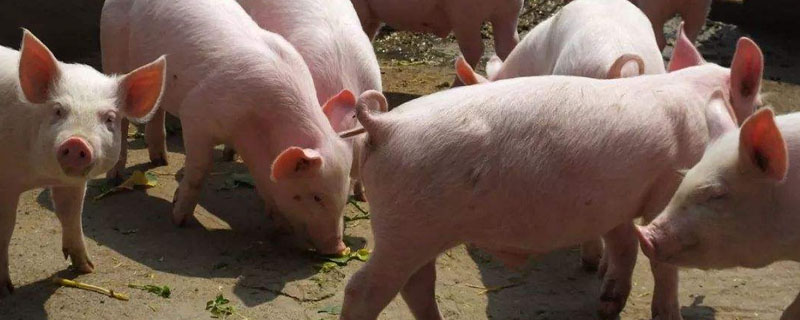 小仔猪拉稀能喝庆大霉素吗？关于养猪的养殖问题！