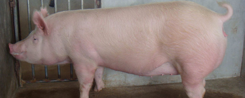 猪料能长期加葡萄糖吗