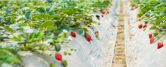 草莓苗在露天可以安全过冬吗