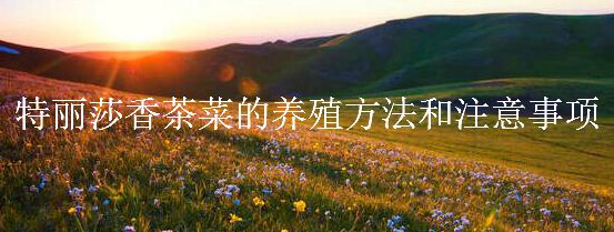 特丽莎香茶菜的<a href=https://www.dadasou.com/ny/yangzhi/ target=_blank class=infotextkey>养殖</a>方法和注意事项