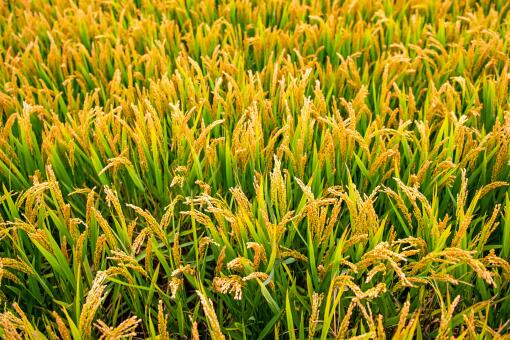 超级稻品种