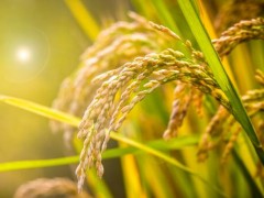 2020年确认的超级稻品种有哪些？超级稻是什么意思？