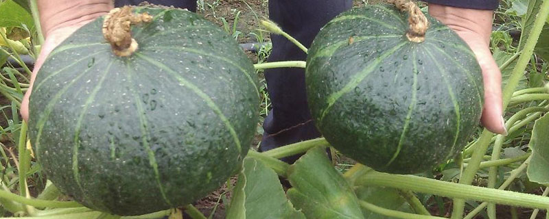 吃板栗南瓜留的种子能种植吗？关于南瓜的种植问题！