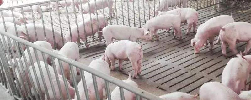养10头猪多少本钱，需要多大面积，利润有多大