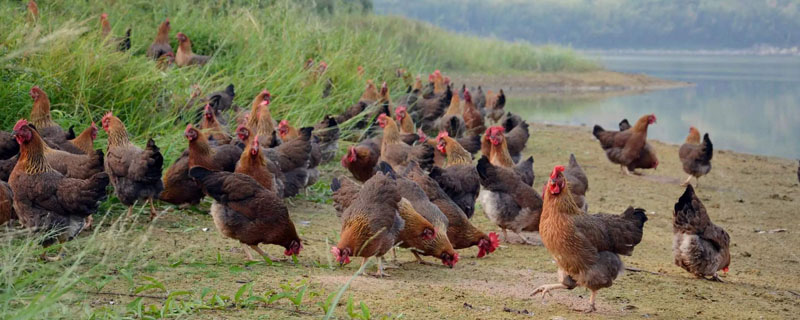 拜城油鸡生长缓慢的原因？关于拜城油鸡的养殖问题！