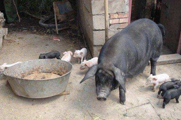 养猪喂食的最佳时间，每天多少合适
