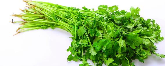 反季节香菜的<a href=https://www.dadasou.com/ny/zhongzhi/ target=_blank class=infotextkey>种植</a>方法和时间