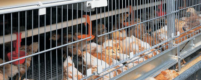 卢丁鸡养殖笼一般做多大尺寸？关于卢丁鸡的养殖问题！