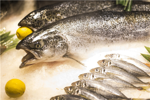 挪威三文鱼罪恶养殖