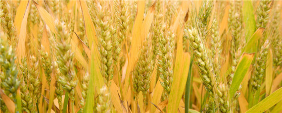 澳大利亚小麦收割时间