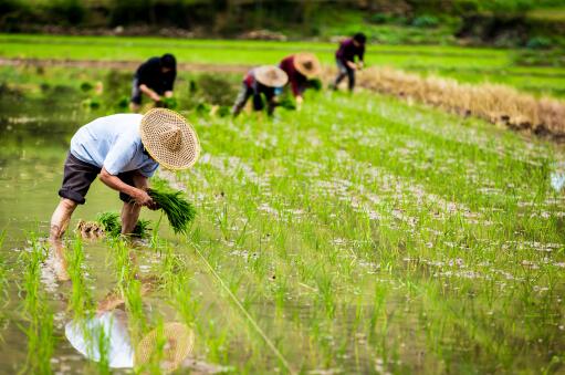 南宁受灾瓜田每亩补贴2.79元是怎么回事？哪些人可以申请？附农业受灾补贴标准