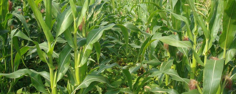 锌肥在玉米什么时候用？关于玉米的种植问题！