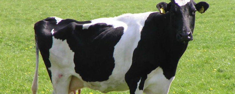 奶牛场处理的小公牛能养吗