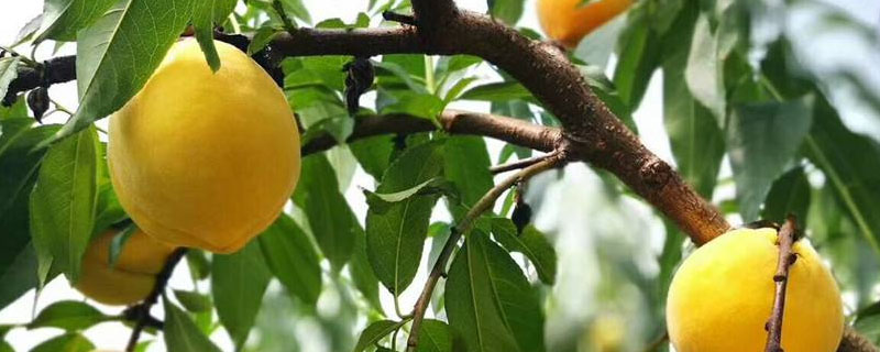 炎陵黄桃几月份成熟？关于黄桃的种植问题！