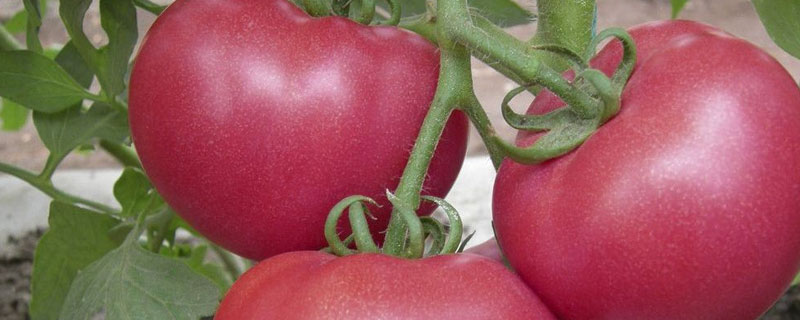 西红柿四浇四不浇？关于西红柿的种植问题！