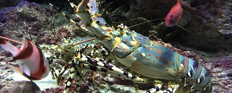 大龙虾在海底是怎么活动的？关于大龙虾的养殖问题！