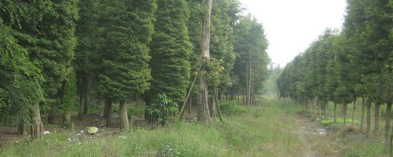 楠木种植20年能有多大？关于楠木的种植问题！