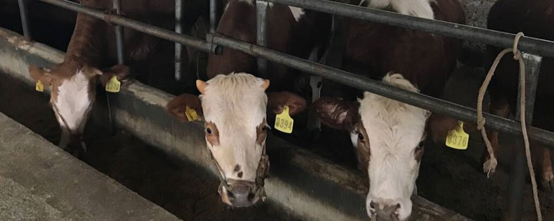 伊维菌素给牛驱虫要连用几天？关于养牛的养殖问题！