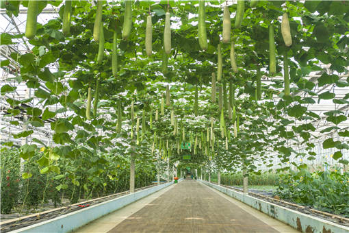 夏季大棚蔬菜高产技术-摄图网