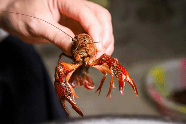 杀小龙虾的正确方法！小龙虾的做法！小龙虾怎么做好吃？