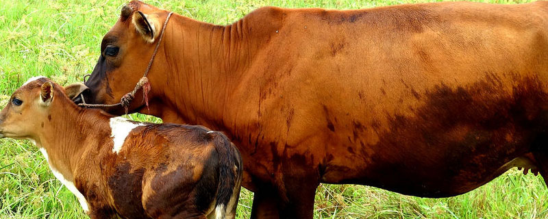 土黄牛500斤杀出来有多少肉？关于养牛的养殖问题！