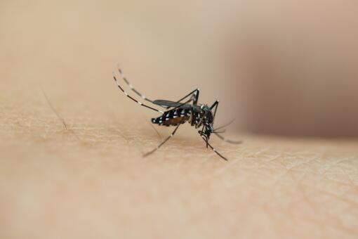 蚊子喜欢什么血型？被咬了怎么快速止痒消肿？招蚊子的你一定要看看！