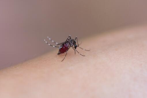 蚊子喜欢什么血型？被咬了怎么快速止痒消肿？招蚊子的你一定要看看！