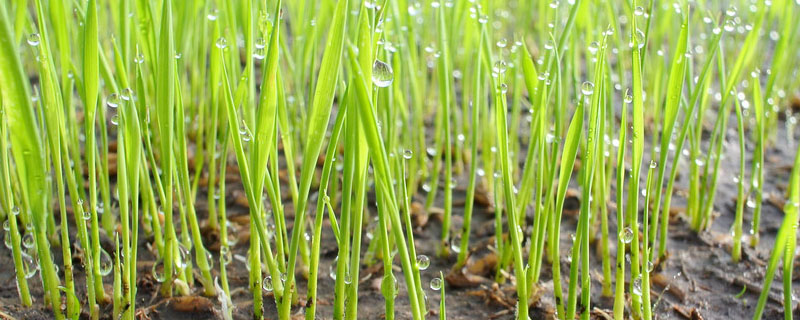 水稻苗床除草剂千金什么时候打？关于除草剂的种植问题！