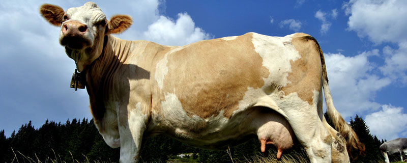 繁殖母牛喝牛尿怎么回事