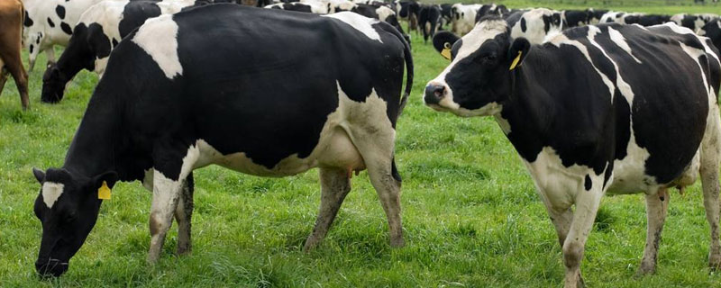 黑白花牛泌乳期大约多长时间？关于养牛的养殖问题！