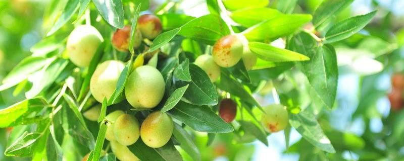 枣树上的枣蛆虫用啥药防治？关于枣树的种植问题！