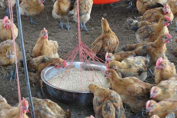 豆渣养鸡的方法和配方